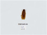 藏品(蜚蠊(2))的圖片